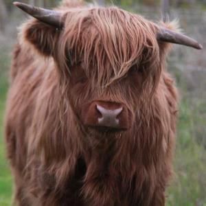 Meet your Posher, Carol